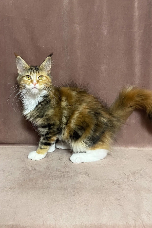 Sandy | maine coon kitten