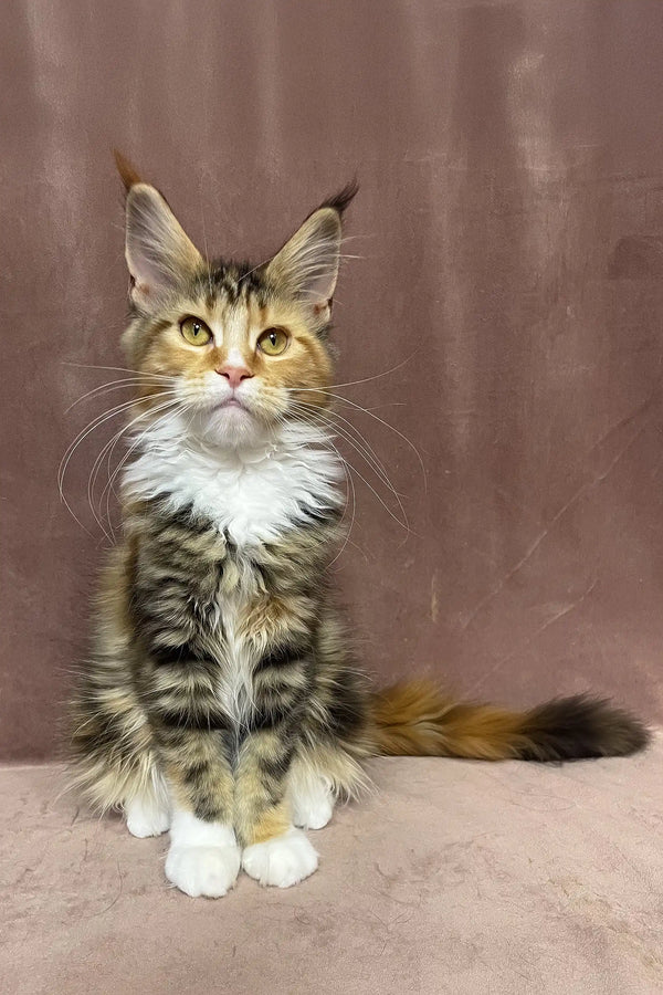 Sandy | maine coon kitten