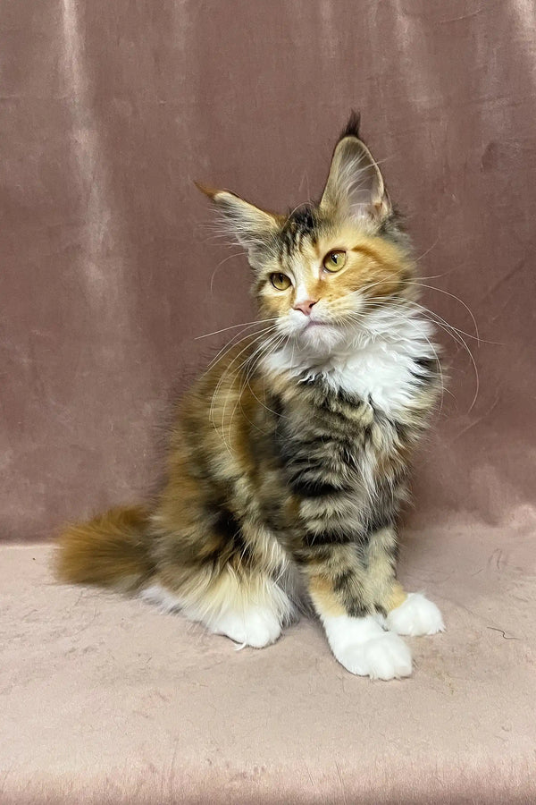 Sandy | maine coon kitten