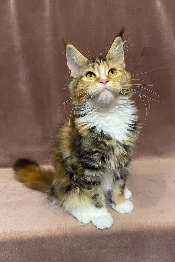 Sandy | maine coon kitten