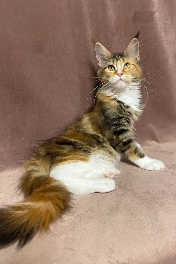 Sandy | maine coon kitten