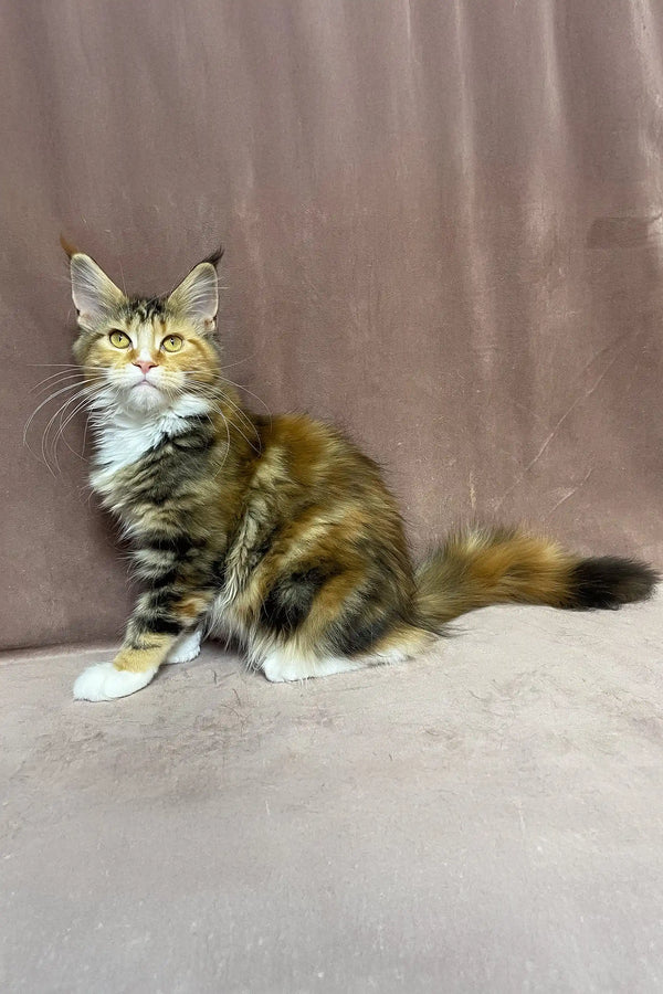 Sandy | maine coon kitten