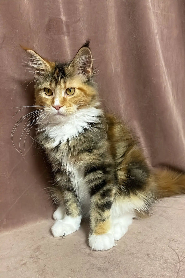 Sandy | maine coon kitten