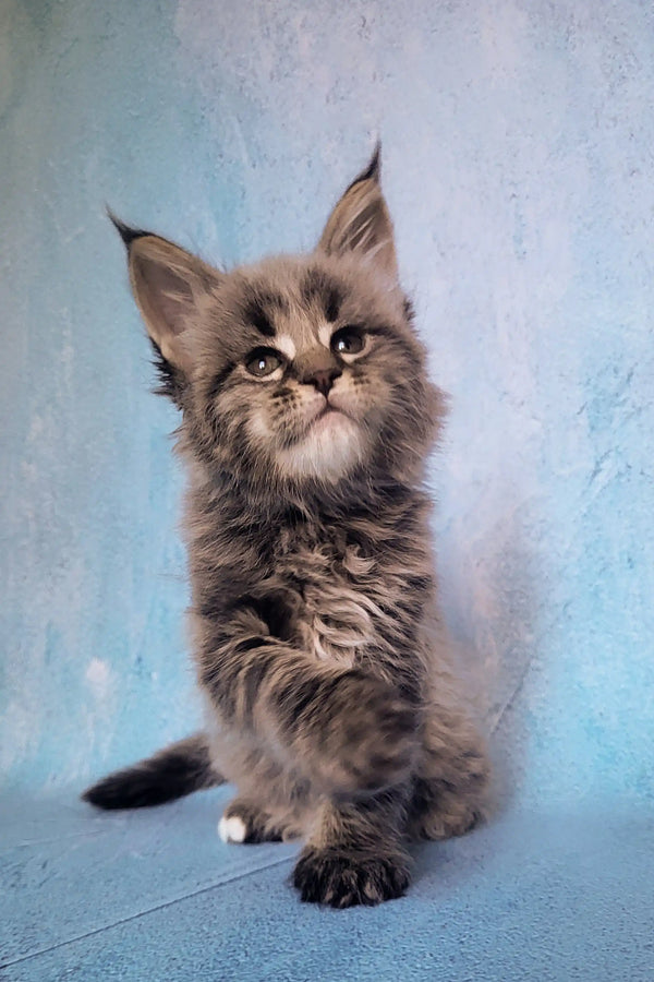 Fluffy gray Maine Coon kitten with pointed ears and big eyes, perfect for cuddles
