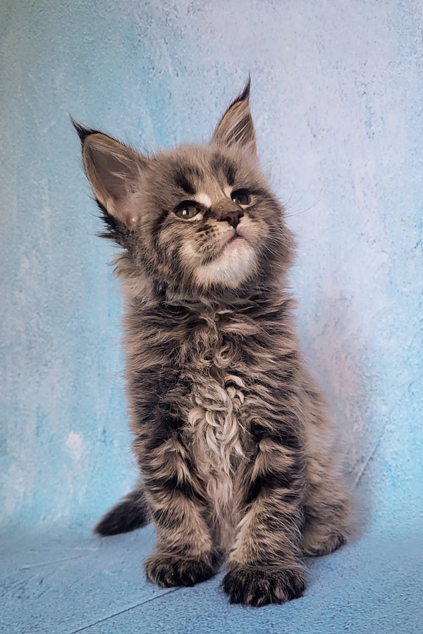 Fluffy gray Maine Coon kitten with ear tufts in Sangria product image