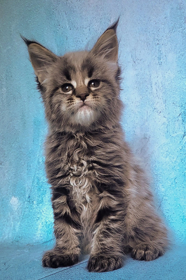 Fluffy gray Maine Coon kitten named Sangria with cute ear tufts
