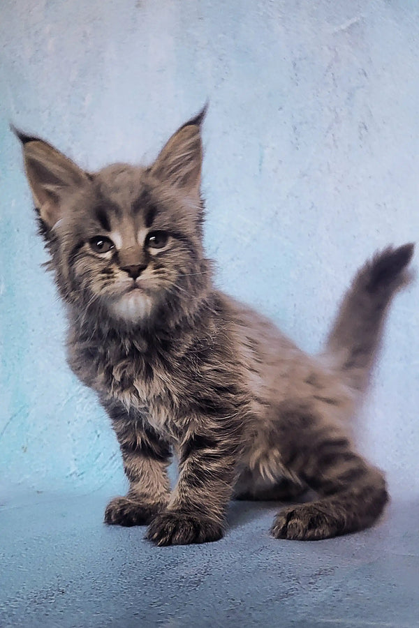 Fluffy gray Maine Coon kitten with ear tufts and alert eyes for Sangria product