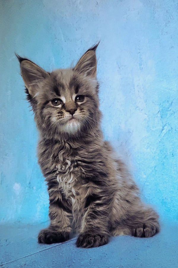 Gray fluffy Maine Coon kitten with pointed ears and an alert expression
