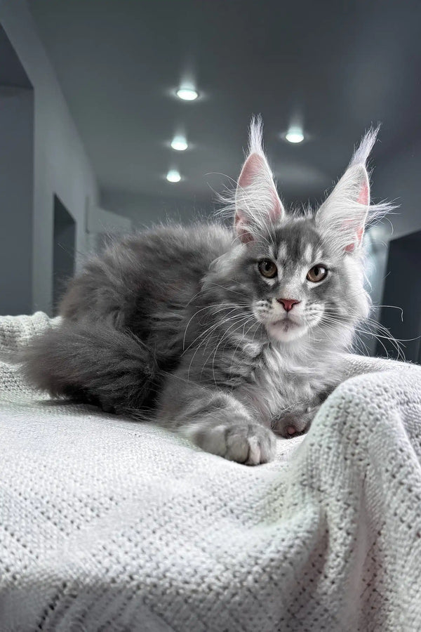 Sanrevelle | maine coon kitten