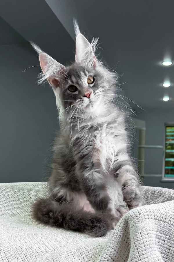 Sanrevelle | maine coon kitten