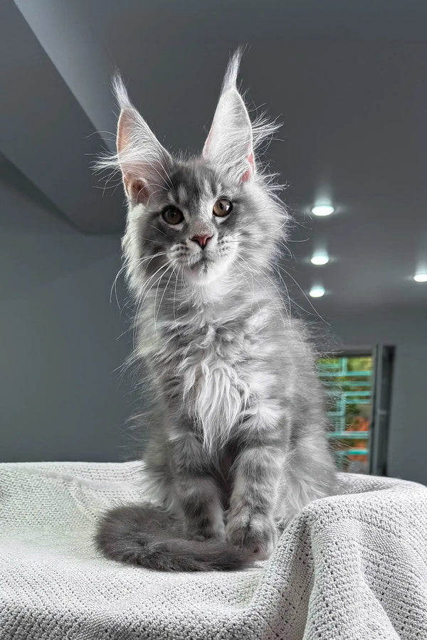 Sanrevelle | maine coon kitten