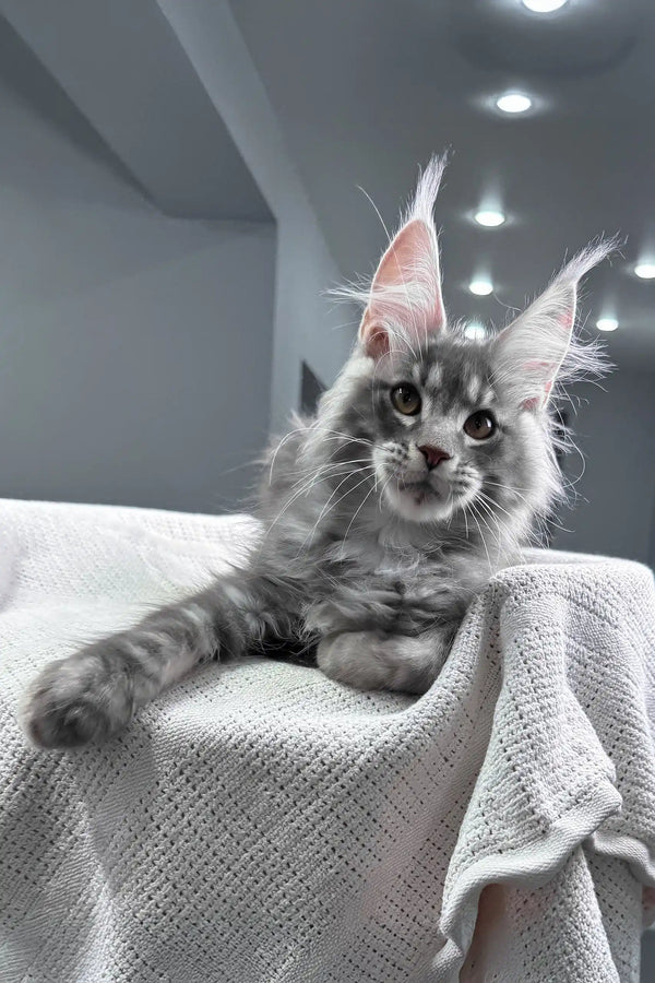 Sanrevelle | maine coon kitten