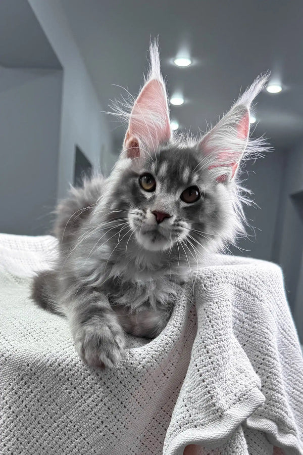 Sanrevelle | maine coon kitten