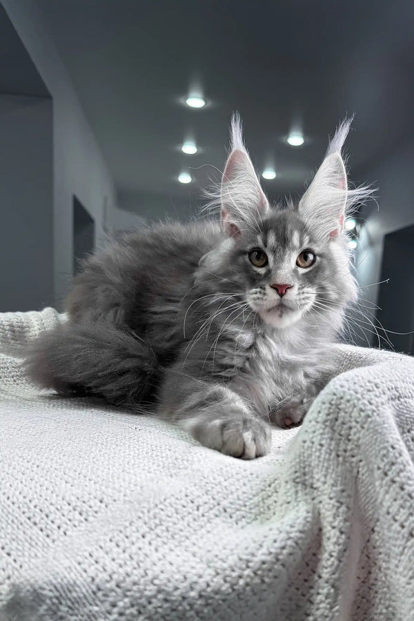 Sanrevelle | maine coon kitten