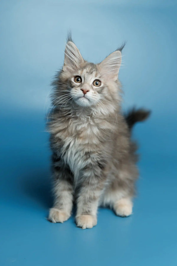 Fluffy gray Maine Coon kitten with pointed ears and alert look for Santa product