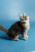 Fluffy gray and white Maine Coon kitten Santa looking up proudly