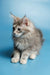 Fluffy grey and white Maine Coon kitten with long fur named Santa