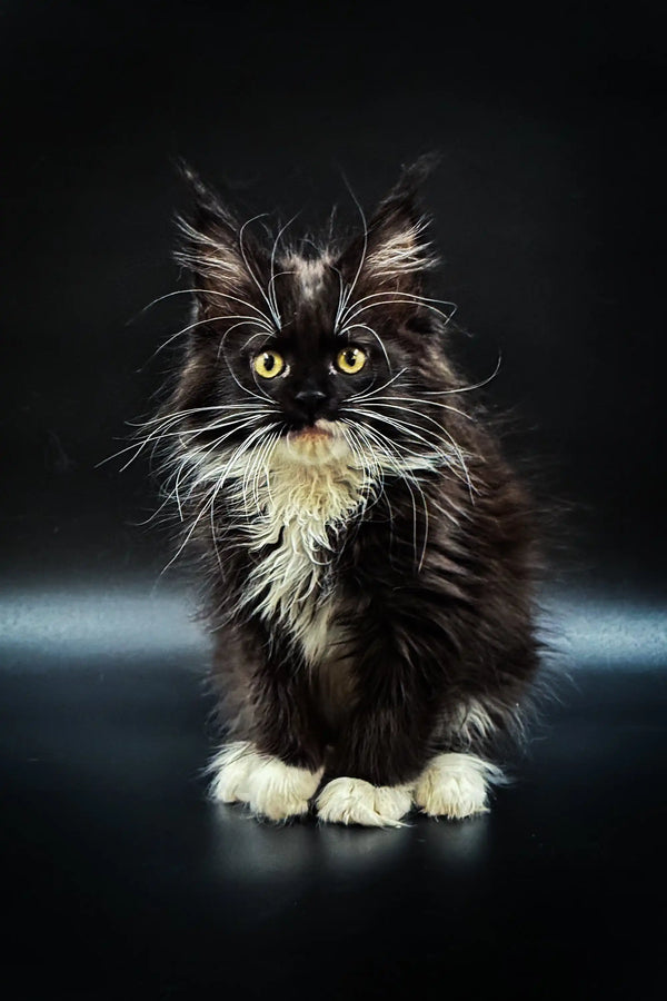 Fluffy black and white Maine Coon kitten with yellow eyes and tufted ears