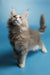 Gray fluffy Maine Coon kitten named Santa gazing up with curious eyes