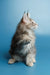 Gray and white Maine Coon kitten Santa sitting upright with cute pointed ears