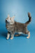 Gray and white fluffy Maine Coon kitten named Santa with a cute upward-curving tail