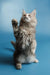 Gray and white fluffy Maine Coon kitten named Santa standing on hind legs with paw raised