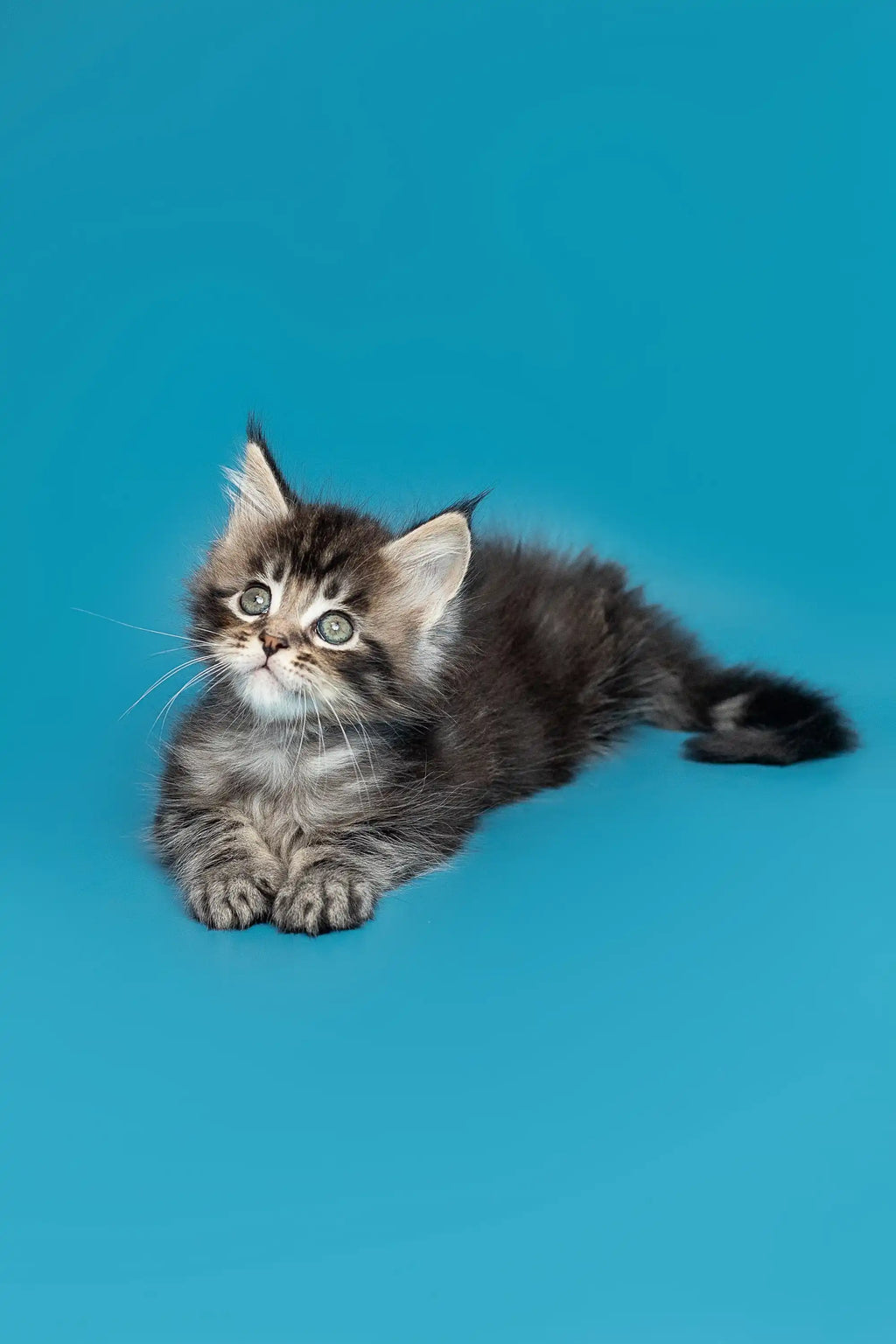 Purebred Kittens for Sale Find Your Purrfect Feline Companion Today Purebred Kitties