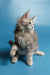 Long-haired silver-gray Maine Coon kitten named Santa with fluffy fur and pointed ears