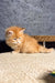 Fluffy orange kitten named Santana, a cute Maine Coon Kitten ready for cuddles