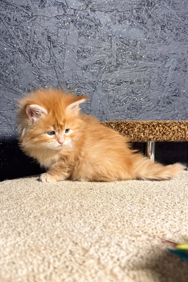 Fluffy orange kitten named Santana, a cute Maine Coon Kitten ready for cuddles