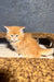 Fluffy orange kitten Santana, a playful Maine Coon adorably lounging and ready for fun