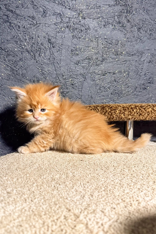 Cute orange fluffy kitten named Santana from the Maine Coon breed