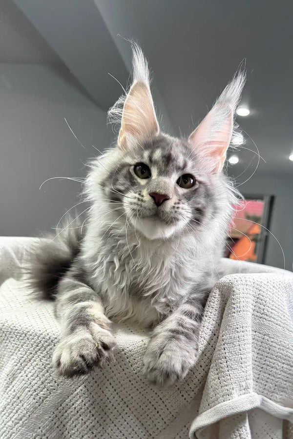 Santiago | maine coon kitten