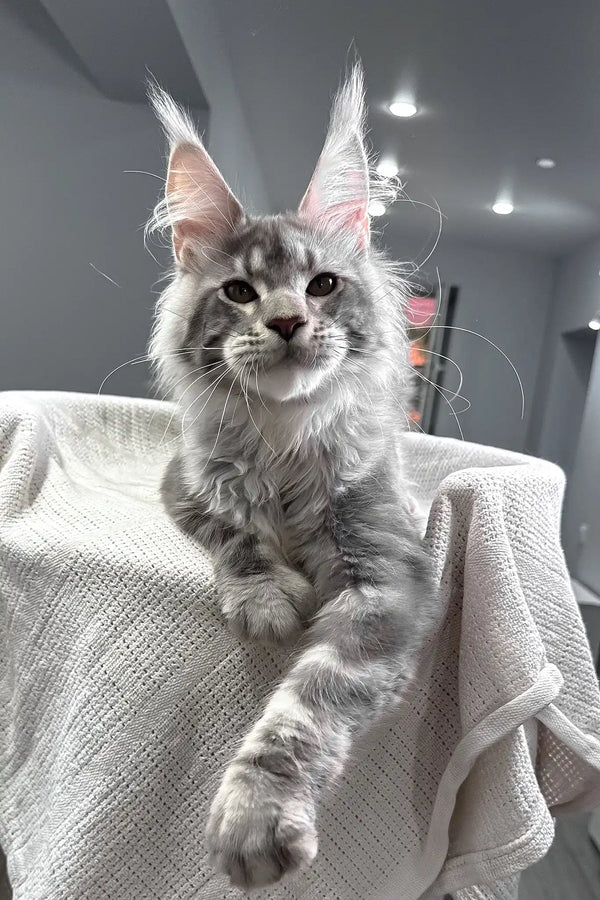 Santiago | maine coon kitten