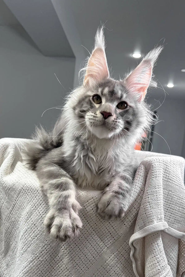 Santiago | maine coon kitten