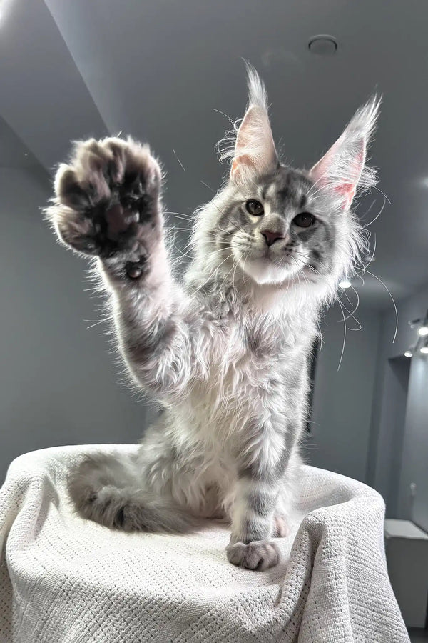 Santiago | maine coon kitten