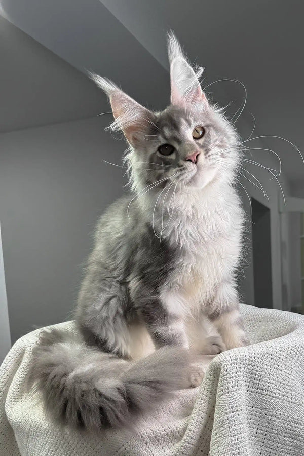Santiago | maine coon kitten