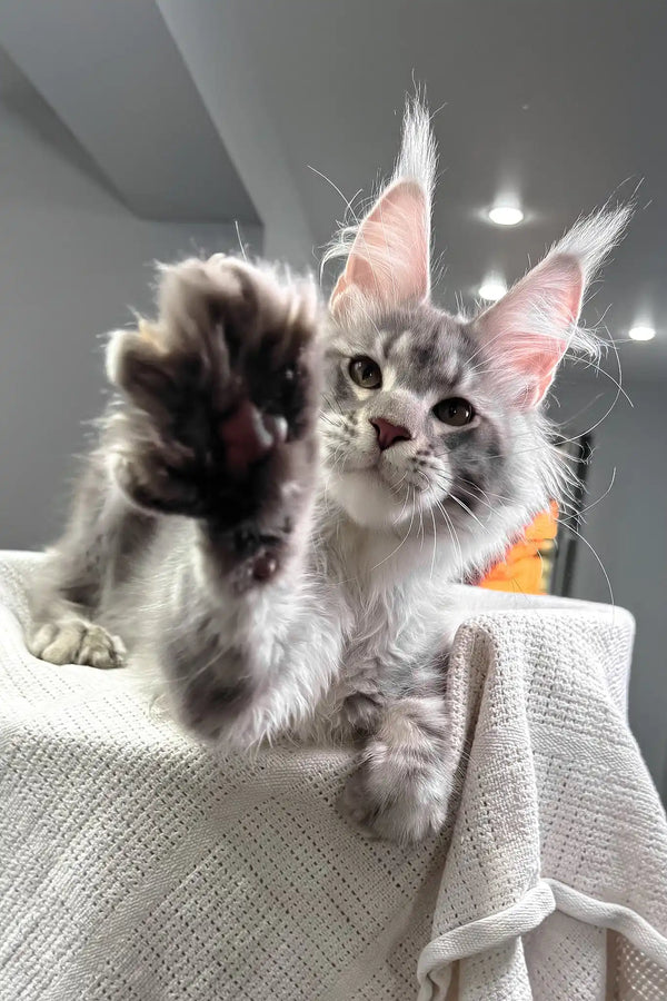 Santiago | maine coon kitten