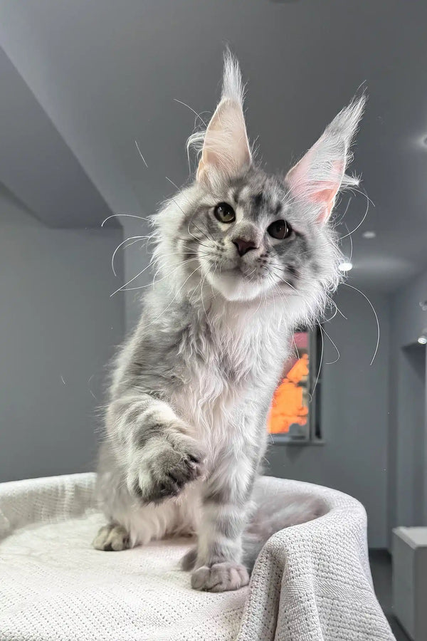 Santiago | maine coon kitten