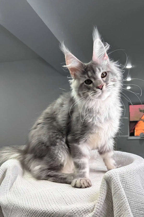 Santiago | maine coon kitten