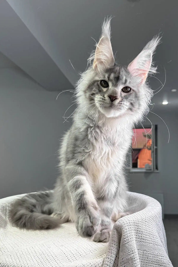 Santiago | maine coon kitten