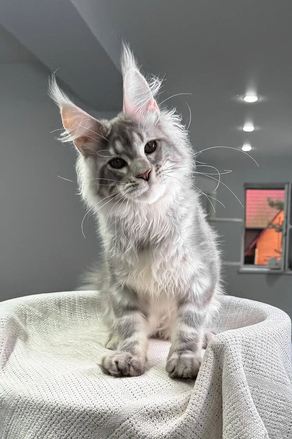 Santiago | maine coon kitten