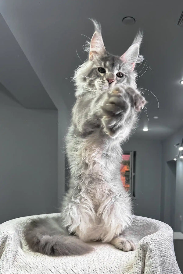 Santiago | maine coon kitten