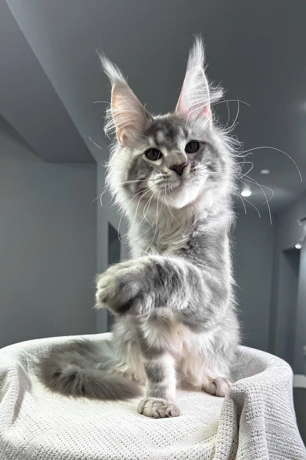 Santiago | maine coon kitten