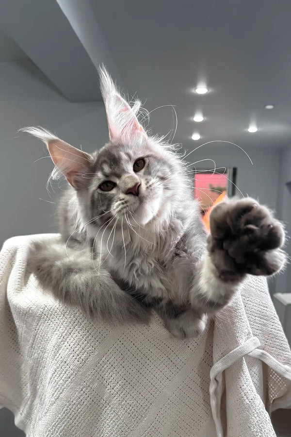 Santiago | maine coon kitten