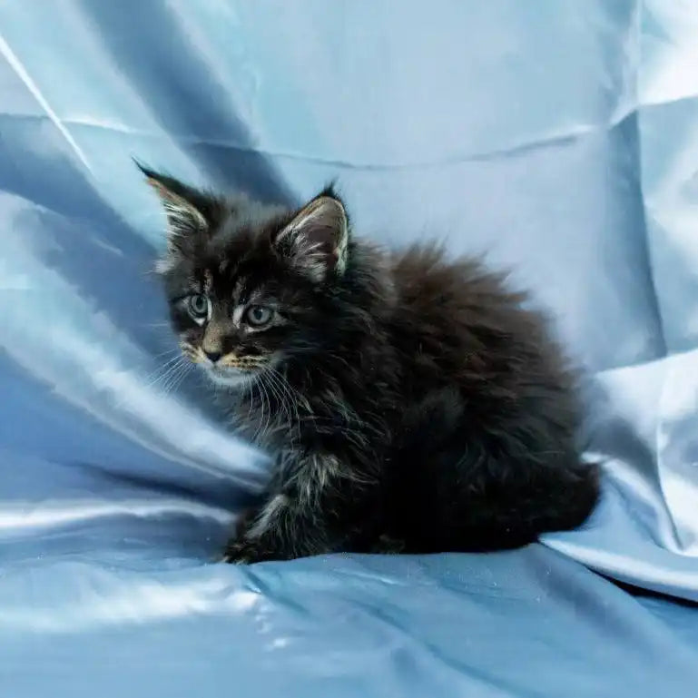 Maine Coon Kittens for Sale Santiago | Kitten