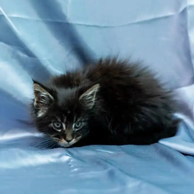Maine Coon Kittens for Sale Santiago | Kitten