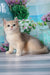 Sapfir | british shorthair kitten