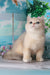 Sapfir | british shorthair kitten