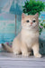 Sapfir | british shorthair kitten